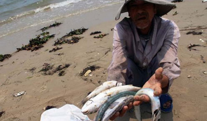 cá chết ở Hà Tĩnh