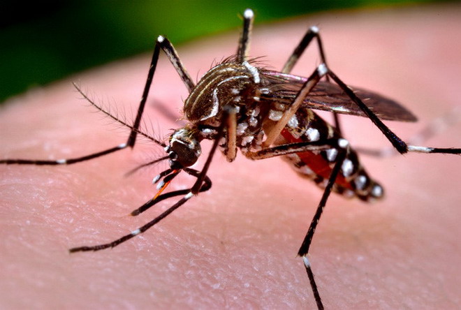 muỗi Aedes aegypti - zika