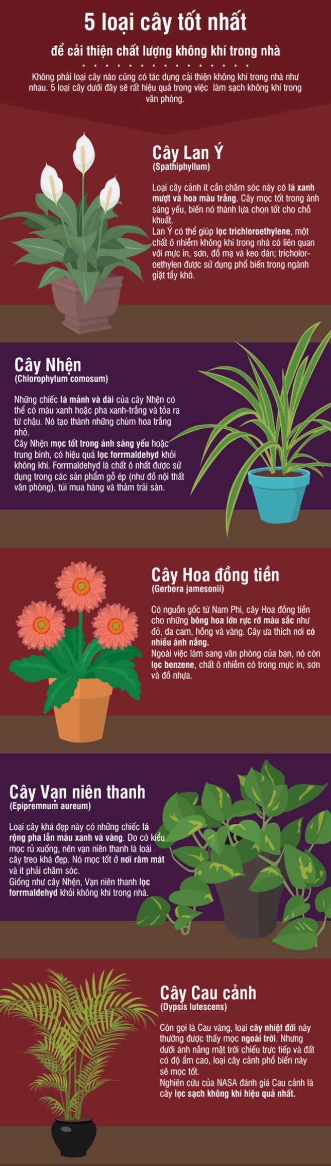cây trồng trong nhà